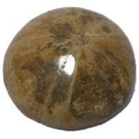 Dolar De Arena De Madagascar Fósil Ujm