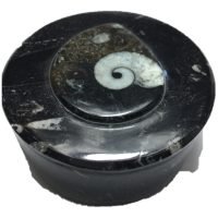 Alhajero De Piedra Fosil Ammonite