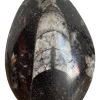 Belemnite Orthocera Fósil De Colección 6 Cm