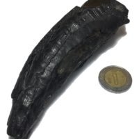 1 Diente De Ballena Cetaceo Auténtico Piedra Fosil Antiguo