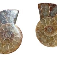 Par De Amonite Piedra Natural Fósil Colección