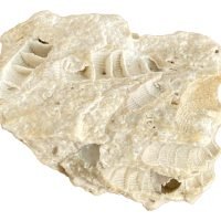 1 Coral Blanco Piedra Natural Mineral De Colección Visión