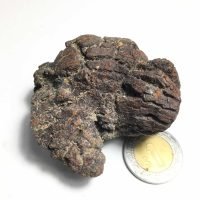 Coprolito Pieza De Colección