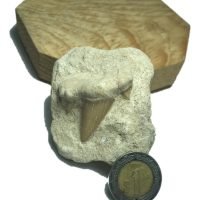 1 Diente Fósil De Tiburón En Matriz Roca Autentico Colección