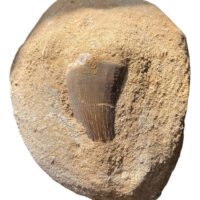 Diente Fósil De Mosasaurus En Matriz Auténtico Piedra