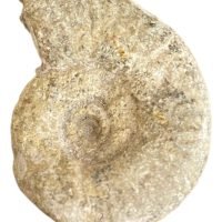 1 Piedra Ammonite Ammonita Rústico Madagascar
