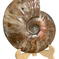 1 Ammonite Opalizado Fosil 390gr Natural Excelente Calidad