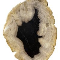 Laja De Madera Petrificada Pulida