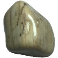 1 Trozo De Madera Petrificada Pieza De Colección Reiki