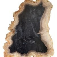 Rebanada De Madera Petrificada Original
