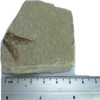 Trozo De Placa De Pez Madagascar