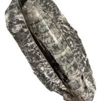 1 Belemnite Orthocera Pieza De Colección Natural Fosil