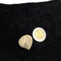 Almeja Fósil Pieza De Colección