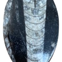 Belemnite Orthocera Fósil De Colección