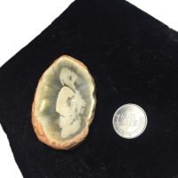 1 Rebanada Madera Petrificada Fósil Pieza Auténtica Original