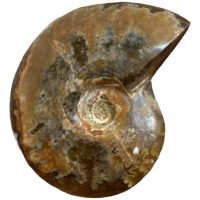 1 Ammonite Piedra Natural Pieza De Coleccion Madagascar