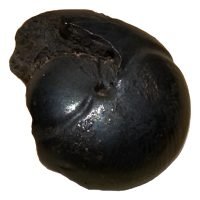 Ammonite /ammonita Rusticos De Hematita 100% Autenticos