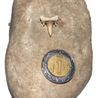 Diente De Tiburón Fósil Auténtico