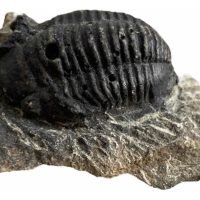 1 Trilobite Fósil En Matriz Roca Natural Autentico