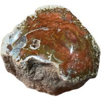 1 Tronco Madera Petrificada Original Piedra Natural