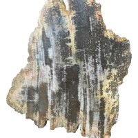 1 Llaja De Madera Petrificada Fósil Natural Original