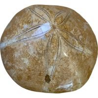 1 Dolar Arena Grande Madagascar Fósil Autentico Madagascar