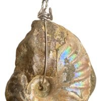Dije De Ammonite/ammonita Grande Ujm