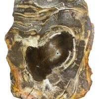 Madera Petrificada De Colección Piedra 100% Natural Ujm