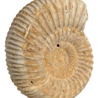 Ammonite/ammonita Fosil Autentica De Colección Ujm
