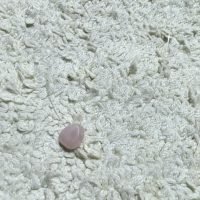 Collar Fantasma Cuarzo Rosa Piedra Del Amor Ujm