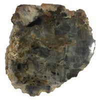 Rebanada De Madera Petrificada Original