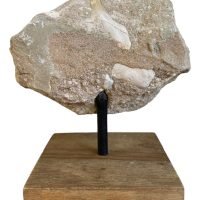 Diente Fósil De Tiburón En Matriz Roca En Base