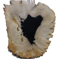 Rebanada De Madera Petrificada Original Auntentico