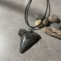 Dije De Diente De Megalodon