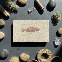 Placa De Pez Fósil Madagascar