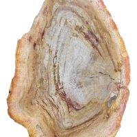 Rebanada De Madera Petrificada Original