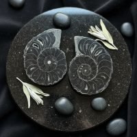 Par De Amonnite Ammonita Piedra Natural Fósil Colección