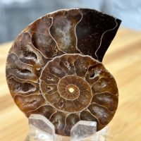 1 Piedra De Colección Ammonite En Base Acrílico Auténtico